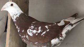 Breeding Meuleman ( Rec Red)  Racing Pigeons