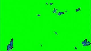 Green Screen Blue Butterfly video effects