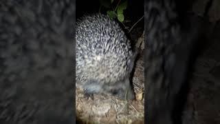 Любопытный ЁЖИК у нас во дворе A curious HEDGEHOG in the yard