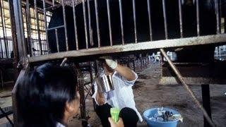 GRAPHIC Chinese Bear Bile Farming Video