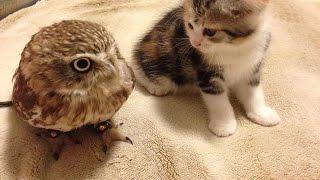 Cute Kitten Plays With Small Owl Bird