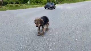 Grisha The Weak, Lost, Exhausted Dog Is Waiting For The Man Who Left Her On The Street