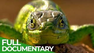 Wild France - A Spectacular Journey | Part 2 | Free Documentary Nature