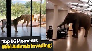 Top 16 Wild Animals Invading Homes & Businesses | Wild Animal Encounters