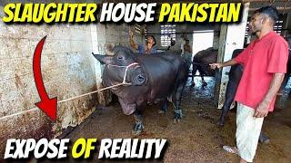 Anari Kasai 2024 || Slaughter house bhains colony full exposed || Biggest Slaughter House Pakistan 