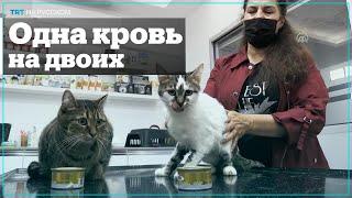 В Турции провели переливание крови от кошки кошке