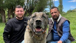 200 KOYUNA ÇOBANLIK YAPAN 20 KANGAL KÖPEĞİ ~ @WOGZDOGZTV @Dagdayasam