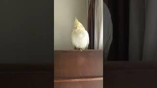 sneaking into my cockatiel while she sleeps #parrot #birds #cute