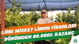 Lime Misket Limon Fidanları | DÖNÜMDEN 80.000₺ SÜPER KAZANÇ