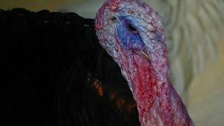 Funny Turkeys gobbling and making funny sounds, Have a Laugh :)