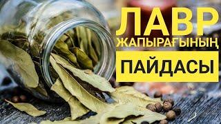 ЛАВР ЖАПЫРАҒЫНЫҢ АҒЗАҒА ПАЙДАСЫ Жаңалықтар  новости