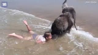Собака спасает ребенка от волн в океане