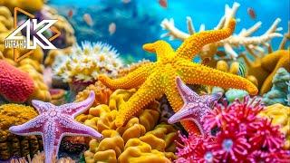 Aquarium 4K (VIDEO UHD) - The Beauty and Bounty of the Ocean - Relaxing Music And Ocean Sounds