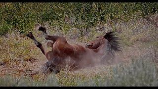 WHOA Wild Horses of America Ep 21 Pryor Mountains in Wyoming by Karen King