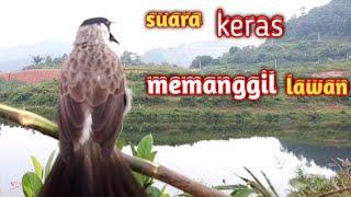 suara burung KUTILANG PIKAT gacor/PIKAT KUTILANG gacor memanggil kutilang liar @omvi01