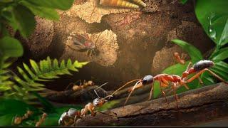 план действия на пустоши для нашего альянса the ants underground kingdom