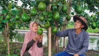 Panen Alpukat Melimpah dan Kembang Turi di Desa | Masak Pecel Jogja, Tahu, dan Es Alpukat Ala Uti