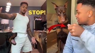 Grumpy Dogs knox doberman tiktok Compilation | Dog Video 2022 | suavexavie - 4