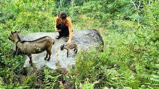 Take care of newborn baby goats and cows - farm in the forest