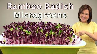How to Grow Radish Sprouts & Microgreens Indoors Without Soil - Hydroponic - 萝卜芽苗菜和微型蔬菜 - 室内种植