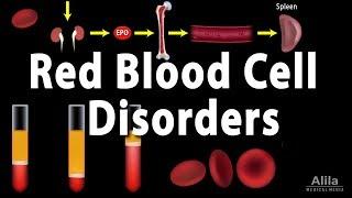 Red Blood Cell Life Cycle and Disorders, Animation