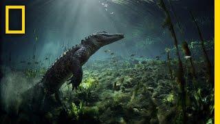 Meet the Residents of Everglades National Park | America's National Parks