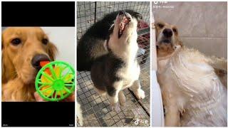 Tik tok Trung Quốc - Tik tok động vật - Thư giãn cùng boss cưng đáng yêu [P4]