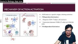 B cells maturation activation and differentiation | Shomu's Biology