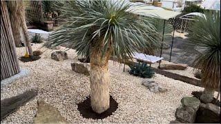 Wie pflanzt man eine Yucca Rostrata aus