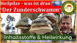 Heilpilze im Wald Teil 2 - der Zunderschwamm - was stimmt wirklich? Pilzwissen kompakt Februar 2023