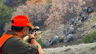 INCREDIBLE MASSIVE WILD BOAR HERDS: AMAZING HOG SHOTS, UNFORGETTABLE MOMENTS!