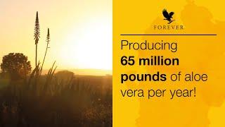 Our aloe fields in the Dominican Republic | Forever Living UK & Ireland