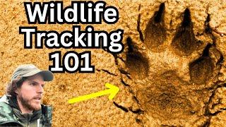 10 Animal Tracks Beginners Can Find and Identify