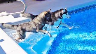 The Dogs JUMPED in the Pool At the Same Time!