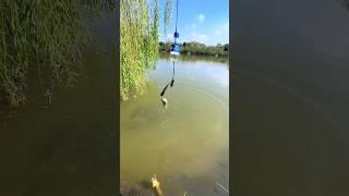 MANCING MENGGUNAKAN BOTOL BEKAS #mancing #ikan #shorts #reaction #viralvideo