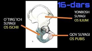 CHANOQ SUYAGI TUZILISHI // OS COXAE // ТАЗОВАЯ КОСТЬ // YONBOSH SUYAGI QOV SUYAGI O'TIRG'ICH SUYAGI