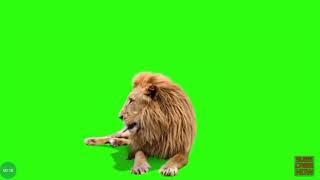 Green screen  lion full hd