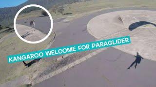 Kangaroos Investigate Paraglider || ViralHog