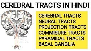 Cerebral Tracts | Cerebral tracts and basal ganglia | Cerebral white mater tracts | Descending tract