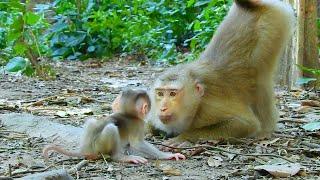 WOW! The best video, Mom Monkey Flora is teaching her baby to walk, looks so lovely.