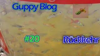 Guppy Blog Folge #20 | Rückkehr | Guppys vom Aquarium bis Teich 2017