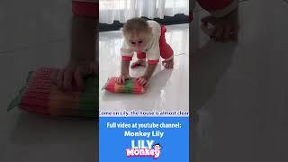 Lily helps her dad clean the house #shorts #short #monkey