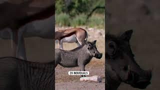 Dominant Warthogs Female #shorts