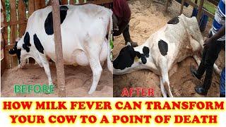 Effects of Milk Fever to Dairy Cows