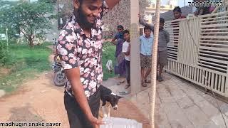 cobra snake  madhugiri