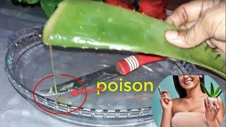 How To Remove Poison From Aloe Vera|| Remove aloin from aloe vera | how to use fresh aloe vera gel