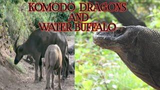 Komodo Dragons And Water Buffalo