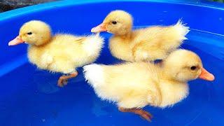 Bebek Berenang Ayam Bertelur Bebek Angsa Dikuali Nona Bebek Lucu Kwek Kwek Bebek Lucu Kali Asli