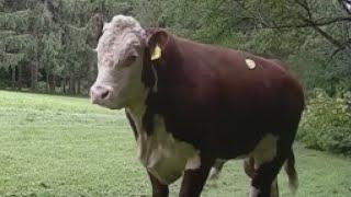 Bull on the loose in Barrington Hills