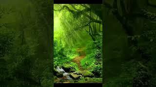 Most Beautiful Forest #shorts #nature #naturevideo